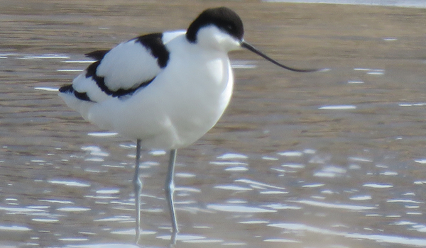 Pied Avocet (Recurvirostra avosetta)