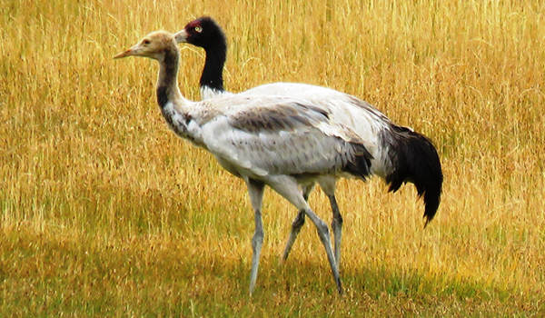 Black-necked cranes (Grus nigricollis), adult with chick