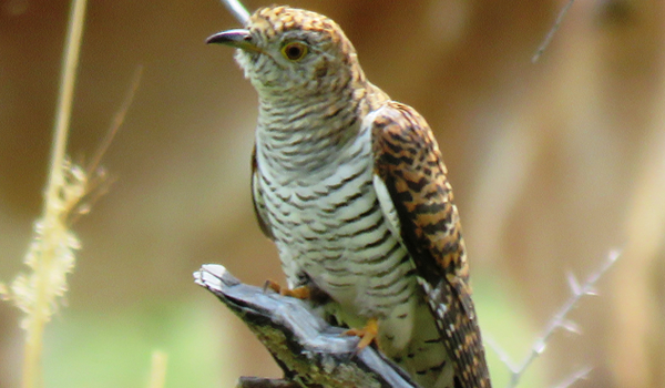 Eurasian Cuckoo (Cuculus canorus)