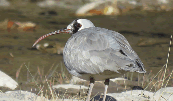 Ibisbill (Ibidorhyncha struthersii)