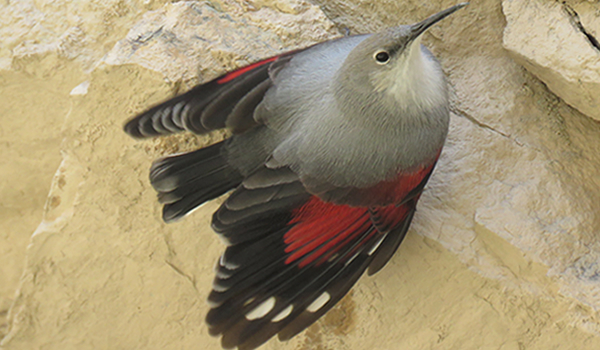 Wallcreeper (Tichodroma muraria)